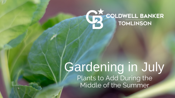 Gardening in July